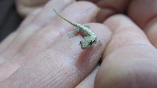 A Quick Guide To Mourning Geckos Lepidodactylus lugubris [upl. by Naret221]