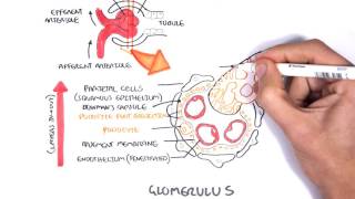 How to flush a urinary catheter [upl. by Ornie182]