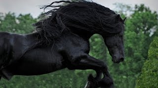 WATCH AND BE CAPTIVATED FRIESIAN STALLION FREDERIK THE GREAT [upl. by Otinauj]