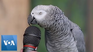 Talking Parrot  VOANews [upl. by Ahsetal421]