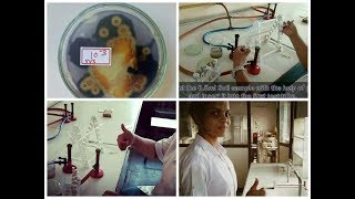 Screening of amylase producing organism [upl. by Caruso525]