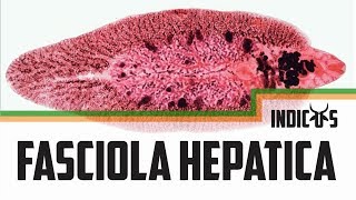 Fasciola hepatica [upl. by Nagear]