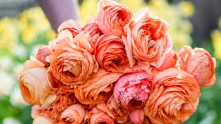 Harvesting Flowers  Cutting and Conditioning Ranunculus [upl. by Nayarb]