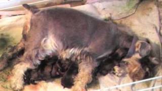 Whelping Puppies How to Midwife Dog Whelping [upl. by Keen]