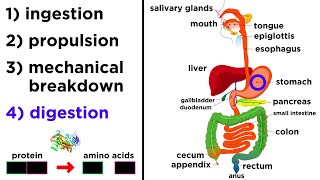 The Digestive System [upl. by Netsua]