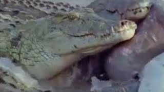 The Amazing Power of Crocodile Teeth  Wild Africa  BBC Studios [upl. by Elleirbag]