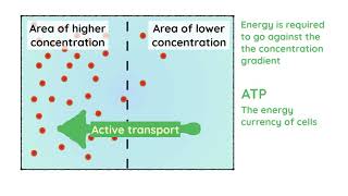 Active Transport [upl. by Wendi869]