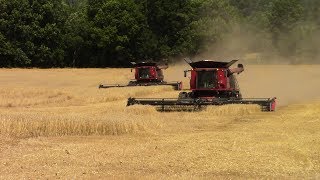 2017 Wheat Harvest Underway In May Case IH 8240 Combines [upl. by Yrdua]