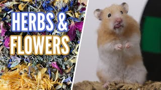 Dried Herbs amp Flowers for Hamsters [upl. by Aseefan]