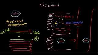 Polio virus life cycle [upl. by Kirenoj247]