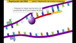 Replicación de ADN [upl. by Areval]