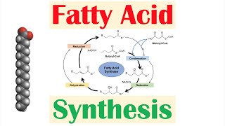 Fatty Acid Synthesis Pathway Overview Enzymes and Regulation [upl. by Lever]