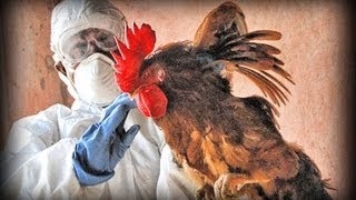 Avian Flu full documentary [upl. by Yde538]