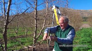 How to prune peach amp nectarine trees [upl. by Chang581]