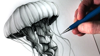 How to Draw a Jellyfish [upl. by Ferdinand]