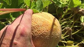 When to harvest or pick cantaloupe [upl. by Eemla]