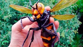 LES 5 INSECTES LES PLUS DANGEREUX DU MONDE [upl. by Purdum]