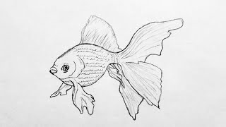 How to draw realistic fish for Beginners  FISH DRAWING FOR BEGINNERS [upl. by Cosenza]