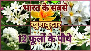 Top 12 Fragrant Scented  Aromatic Flower plants of India भारत के 12 खुशबुदार फूलों के पौधे [upl. by Rudin]