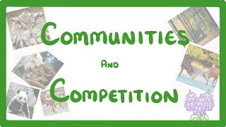 GCSE Biology  Interdependence  Community and Competition 84 [upl. by Mary375]