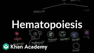 Hematopoiesis  Hematologic System Diseases  NCLEXRN  Khan Academy [upl. by Orsa]