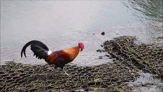 Red Jungle Fowl flying [upl. by Einatirb313]