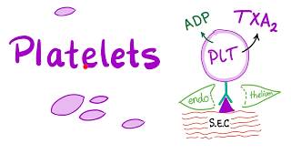 Platelets Thrombocytes  The Cell Pieces that Lack Nucleus  Hematology [upl. by Benedikta442]