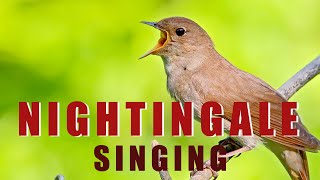 Singing NIGHTINGALE  the best BIRD SONG [upl. by Honora]