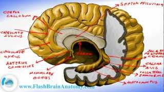 Meet the lungs  Respiratory system physiology  NCLEXRN  Khan Academy [upl. by Atiram968]