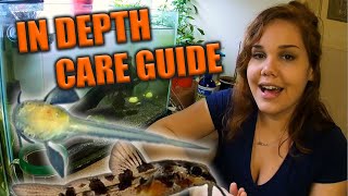 How to Raise Corydoras Fry [upl. by Eastlake]