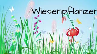 Wiesenpflanzen [upl. by Drue41]