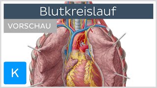 Blutkreislauf Vorschau  Anatomie des Menschen  Kenhub [upl. by Ssej221]