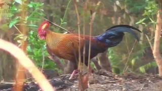 Nature sounds of Jungle fowl [upl. by Yvette]