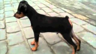 Mini Pinscher Sasha 3 month [upl. by Hubsher]