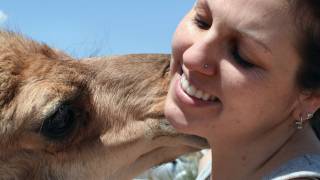 Growing Up The Story of Baby the Dromedary Camel [upl. by Adym]