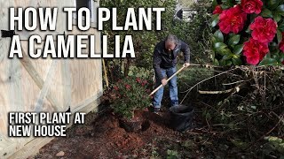 How to Plant a Camellia  First Plant at New House [upl. by Hamrnand14]