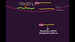 Piwiinteracting RNA piRNA Biogenesis Pathways [upl. by Alekehs]