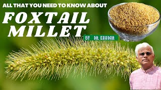 All that you need to know about FOXTAIL MILLET  Dr Khadar [upl. by Amesari]