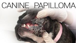 Canine Papilloma Virus  Extreme Case [upl. by Nwahsirhc]