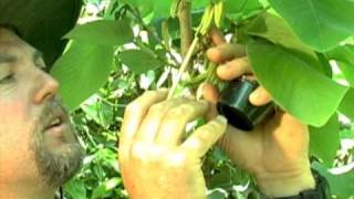 Cherimoya Hand Pollination [upl. by Markland]