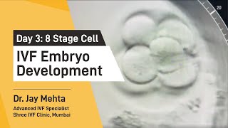 IVF Embryo DevelopmentDay 3  Embryo Journey 8 Cell Stage  Time Lapse Imaging Part 3 Dr Jay Mehta [upl. by Cally]