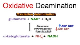 Oxidative deamination [upl. by Aicen]