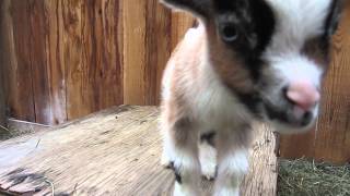 One Week Old Baby Goats Playing [upl. by Madora]