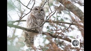 Cri de la Chouette rayéeCall of the Barred Owl [upl. by Tobie797]