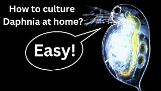 BEST Live Fish Food Beginner guide How to Culture Daphnia at home [upl. by Enitsuga114]