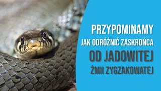 Żmija zygzakowata Vipera Berus  jadowity polski gad [upl. by Enahs]