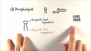 AS Biology  Phospholipids OCR A Chapter 35 [upl. by Imoin]