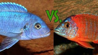 African Cichlid Aquarium MBUNA vs PEACOCK  Why I Keep Mbuna Over Peacocks [upl. by Nagard]