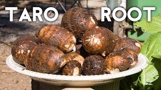 Growing Taro Root Plant  Tips amp Harvest [upl. by Aek302]