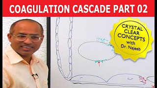 Coagulation Cascade  Part 212 [upl. by Terces277]